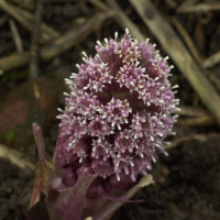 petasites_hybridus3bd