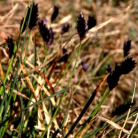 Sesleria caerulea (Seslérie bleue)