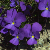 viola_cenisia2md (Viola cenisia)