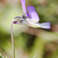 Viola_saxatilis ssp. curtisii (Viola saxatilis ssp. curtisii)