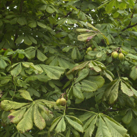 Aesculus hippocastanum (Marronnier d'Inde)