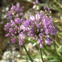 Allium_montanum
