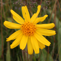 arnica_montana2md (Arnica montana)