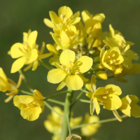 brassica_rapa_rapa3md (Brassica rapa ssp. rapa)