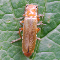 cantharis_cryptica2md