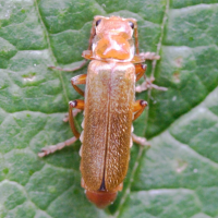 cantharis_cryptica2md (Cantharis cryptica)