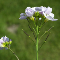 cardamine_pratensis3md (Cardamine pratensis)