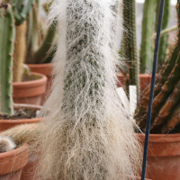 Cephalocereus senilis (Cactus)