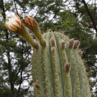 cereus_sp2md