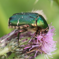 cetonia_aurata5bd (Cetonia aurata)