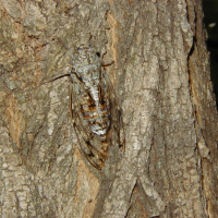 Cicada orni (Cigale grise)