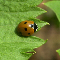 coccinella_septempunctata4md (Coccinella septempunctata)