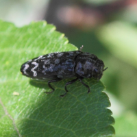 Coroebus rubi (Coroèbe de la ronce)