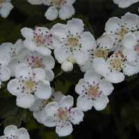 Crataegus_laevigata