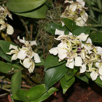Dendrobium atroviolaceum (Dendrobium)