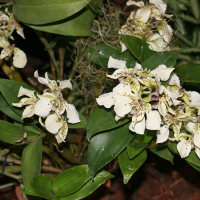 dendrobium_atroviolaceum1md