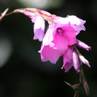 Dierama pulcherrimum (Canne à pêche des anges)