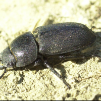 Dorcus parallelipipedus (Petite biche, Dorcus)