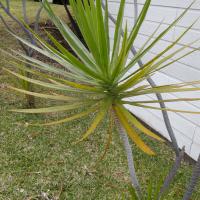 dracaena_reflexa3md (Dracaena reflexa)