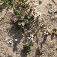 erophila_verna3md (Draba verna)