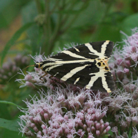 euplagia_quadripunctaria4bd