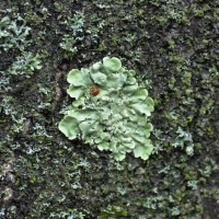 Flavoparmelia caperata (Parmélie)