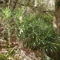 Hedychium coccineum (Hedychium écarlate, Longose rouge)