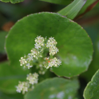 hydrocotyle_verticillata2md