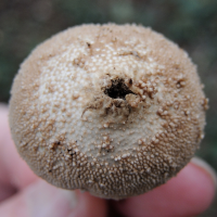 lycoperdon_perlatum5md