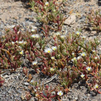 mesembryanthemum_nodiflorum6bd