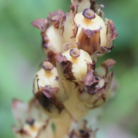 monotropa_hypopitys6md