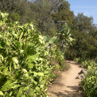 opuntia_monacantha5md