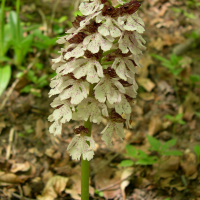 orchis_purpurea2md