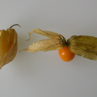 physalis_peruviana7md