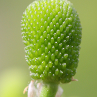 ranunculus_sceleratus6md