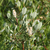 Salix helvetica (Saule)