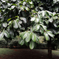 syzygium_malaccense7md