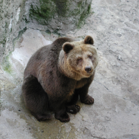 Ursus arctos (Ours brun)