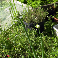 Allium scorodoprasum (Oignon rocambole, Ail rocambole)