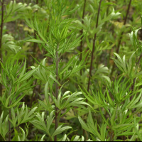 artemisia_verlotiorum3md (Artemisia verlotiorum)