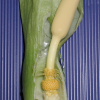 arum_italicum3md (Arum italicum)