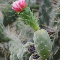 austrocylindropuntia_subulata3bd (Austrocylindropuntia subulata)