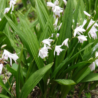 Bletilla striata (Orchidée jacinthe)