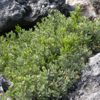 Borrichia_arborescens (Borrichia arborescens)