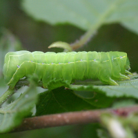 brachionycha_sphinx_ch2bd (Brachionycha sphinx)