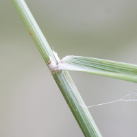 brachypodium_pinnatum2md (Brachypodium pinnatum)