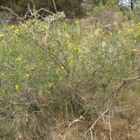 Cytisus spinosus (Calicotome épineux)