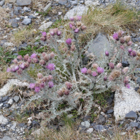 Carduus carlinoides (Chardon fausse carline)