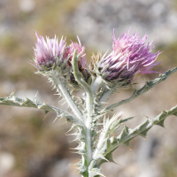 carduus_carlinoides2md (Carduus carlinoides)