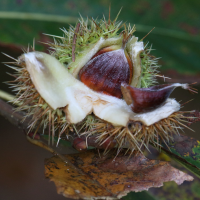 castanea_sativa10bd (Castanea sativa)